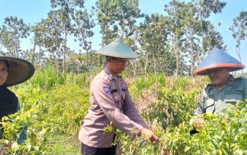 Kemandirian Pangan Nasional, Personel Polres Gresik Dampingi Sektor Pertanian di Panceng