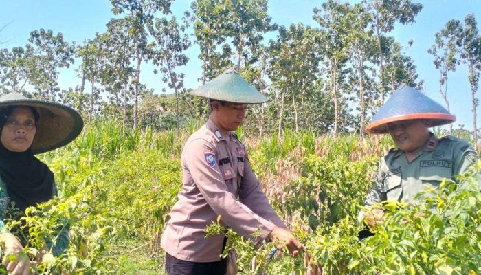 Kemandirian Pangan Nasional, Personel Polres Gresik Dampingi Sektor Pertanian di Panceng