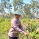 Kemandirian Pangan Nasional, Personel Polres Gresik Dampingi Sektor Pertanian di Panceng