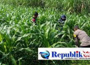 Polisi dan Petani Tingkatkan Program Swasembada Jagung, Pantau Lahan Jagung Desa Kedungsukodani