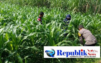 Polisi dan Petani Tingkatkan Program Swasembada Jagung, Pantau Lahan Jagung Desa Kedungsukodani