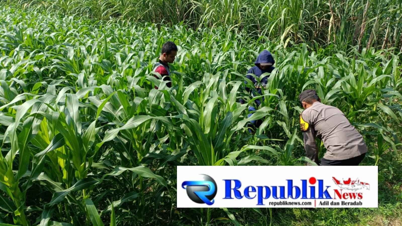 Foto : Polsek Balongbendo meninjau dan memantau tanaman jagung.
