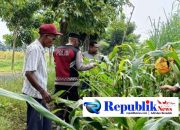 Anggota Polsek Krian Optimalkan Pertumbuhan Jagung untuk Ketahanan Pangan