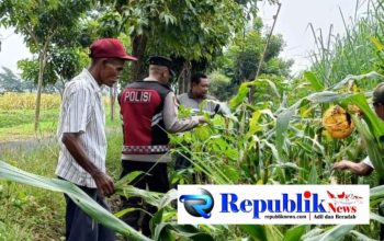 Anggota Polsek Krian Optimalkan Pertumbuhan Jagung untuk Ketahanan Pangan