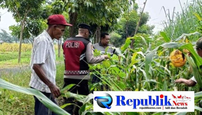 Anggota Polsek Krian Optimalkan Pertumbuhan Jagung untuk Ketahanan Pangan