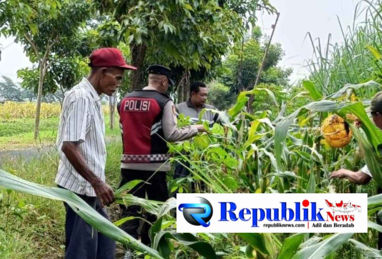 Foto : Polsek Krian melalui bhabinkamtibmas melaksanakan kegiatan pemantauan tanaman jagung.