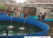 Babinkamtibmas Polsek Bangil Dampingi Warga Tambakan Kembangkan Budidaya Lele di Pekarangan