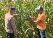 Jalin Kedekatan dengan Petani, Anggota Polsek Tarik Patroli dan Pantau Lahan Jagung untuk Ketahanan Pangan