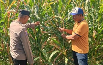 Jalin Kedekatan dengan Petani, Anggota Polsek Tarik Patroli dan Pantau Lahan Jagung untuk Ketahanan Pangan