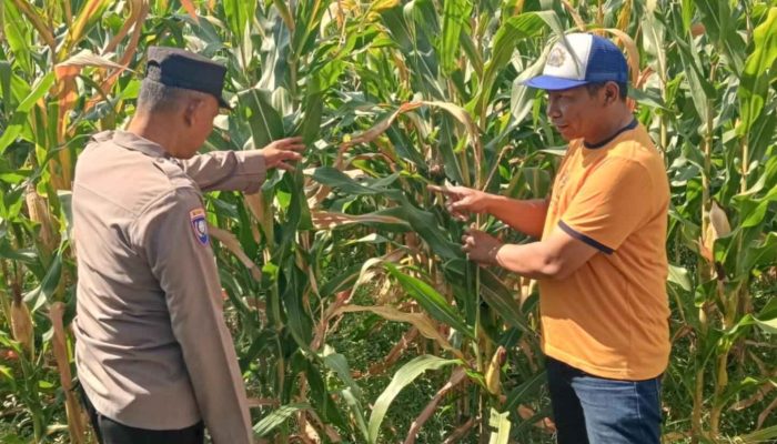 Jalin Kedekatan dengan Petani, Anggota Polsek Tarik Patroli dan Pantau Lahan Jagung untuk Ketahanan Pangan