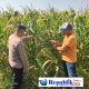 Jalin Kedekatan dengan Petani, Anggota Polsek Tarik Patroli dan Pantau Lahan Jagung untuk Ketahanan Pangan