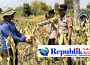Foto : Kapolsek Dawarblandong dan Bhabinkamtibmas menyambangi lokasi panen jagung.
