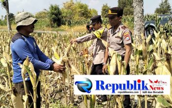 Foto : Kapolsek Dawarblandong dan Bhabinkamtibmas menyambangi lokasi panen jagung.