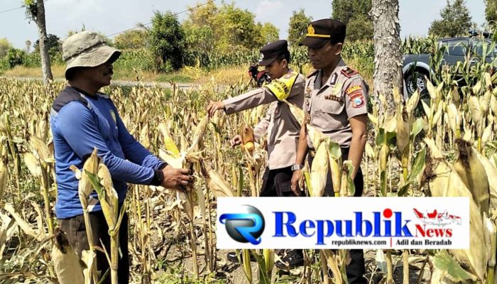 Kapolsek Dawarblandong dan Bhabinkamtibmas Sambang Lokasi Panen Jagung
