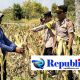 Kapolsek Dawarblandong dan Bhabinkamtibmas Sambang Lokasi Panen Jagung
