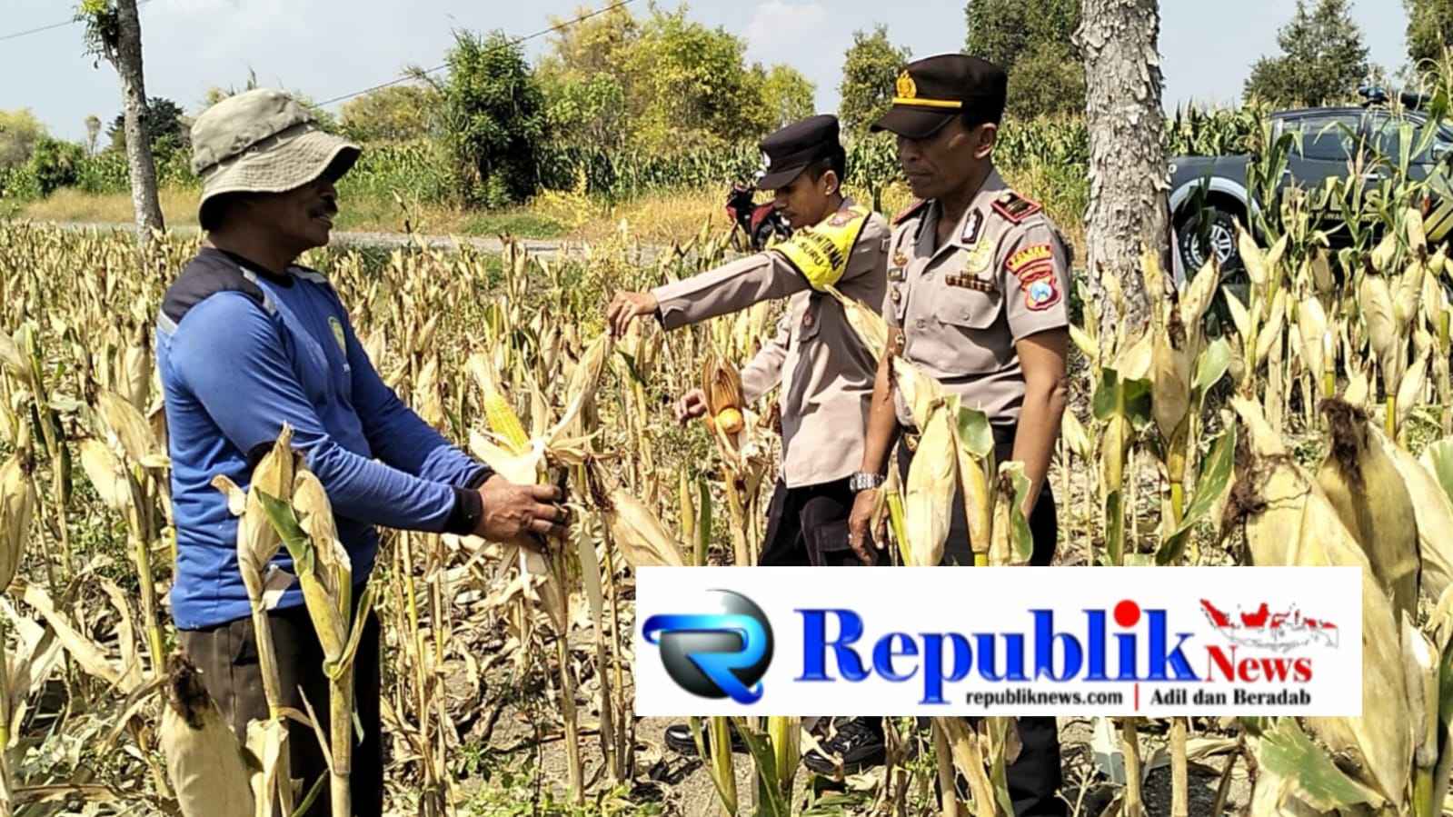 Foto : Kapolsek Dawarblandong dan Bhabinkamtibmas menyambangi lokasi panen jagung.