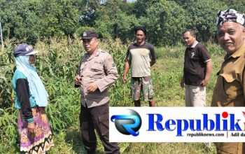 Polisi dan Petani Kelola Tanaman Jagung di Desa Kemantren, Untuk Peningkatan Swasembada Pangan