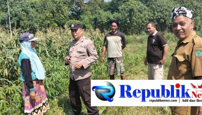 Polisi dan Petani Kelola Tanaman Jagung di Desa Kemantren, Untuk Peningkatan Swasembada Pangan