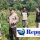 Polisi dan Petani Kelola Tanaman Jagung di Desa Kemantren, Untuk Peningkatan Swasembada Pangan