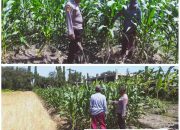 Foto : Polsek Sedati melakukan pendampingan pengelolaan lahan jagung di Desa Betro.
