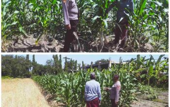 Foto : Polsek Sedati melakukan pendampingan pengelolaan lahan jagung di Desa Betro.