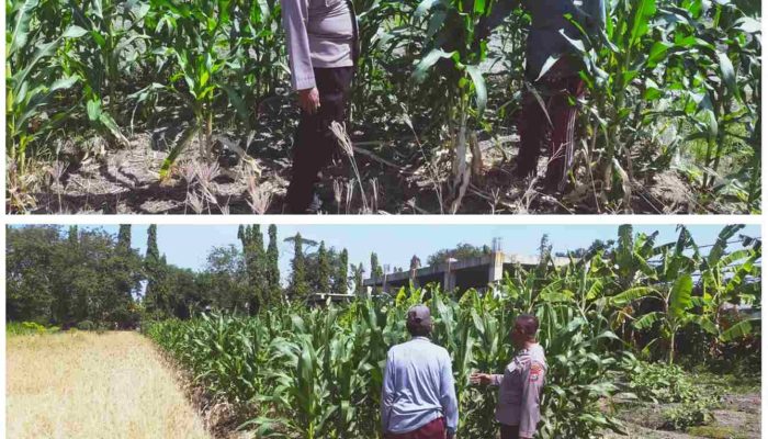 Polresta Sidoarjo Gelorakan Swasembada Pangan Dampingi Tani Kelola Lahan Jagung