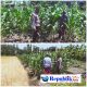 Foto : Polsek Sedati melakukan pendampingan pengelolaan lahan jagung di Desa Betro.