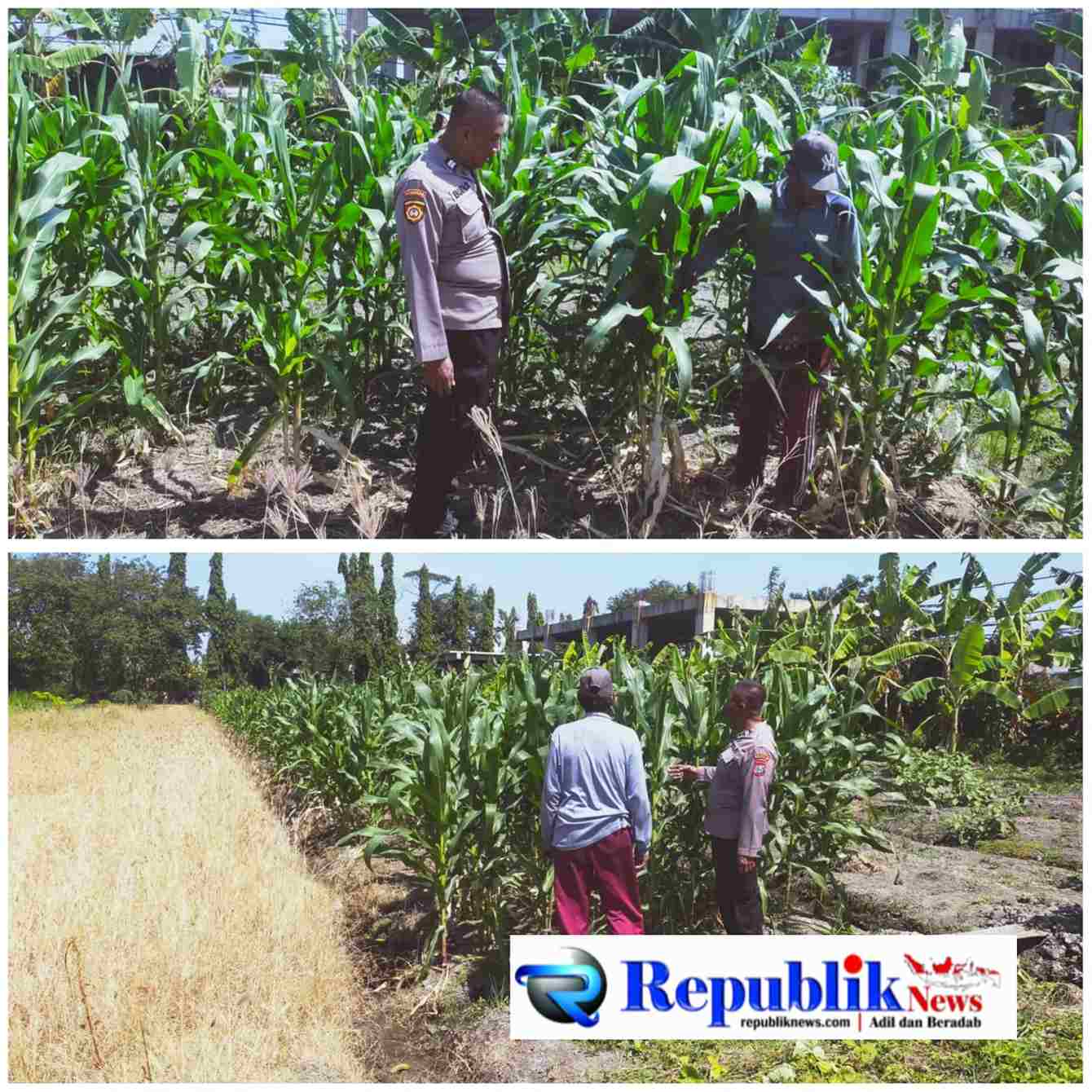 Foto : Polsek Sedati melakukan pendampingan pengelolaan lahan jagung di Desa Betro.