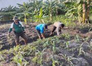 Polisi dan Petani Menanam Harapan, Ketahanan Pangan Dimulai dari Desa Sukorejo