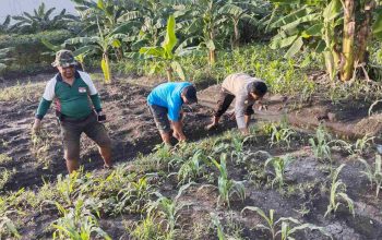 Polisi dan Petani Menanam Harapan, Ketahanan Pangan Dimulai dari Desa Sukorejo