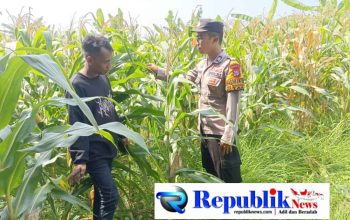 Foto : Bhabinkamtibmas Wonoayu memantau tanaman jagung.