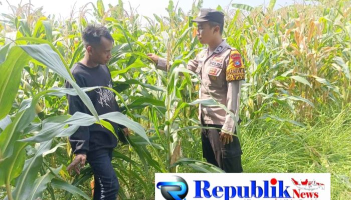 Maksimalkan Hasil Panen, Bhabinkamtibmas Polsek Wonoayu dan Petani Pantau Perkembangan Tanaman Jagung