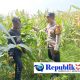 Maksimalkan Hasil Panen, Bhabinkamtibmas Polsek Wonoayu dan Petani Pantau Perkembangan Tanaman Jagung