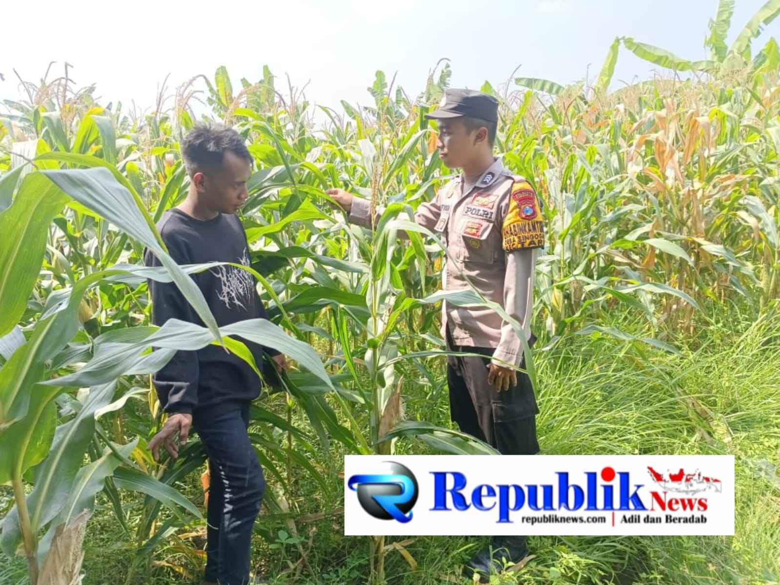 Foto : Bhabinkamtibmas Wonoayu memantau tanaman jagung.
