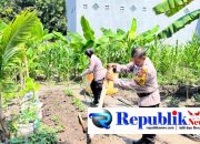 Foto : Polsek Waru memantau perkembangan tanaman jagung.