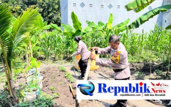 Foto : Polsek Waru memantau perkembangan tanaman jagung.