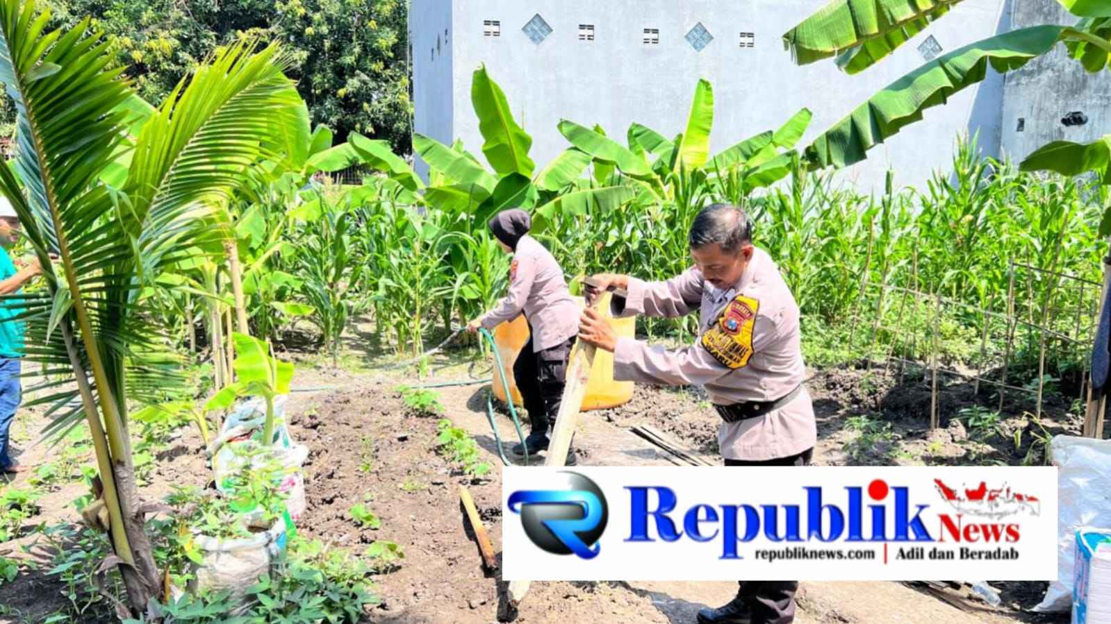 Foto : Polsek Waru memantau perkembangan tanaman jagung.