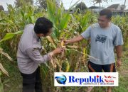 Polsek Prambon Dampingi Petani Guna Sukseskan Program Ketahanan Pangan