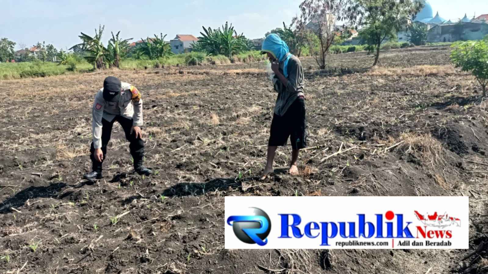 Foto : Polsek taman memantau serta mengecek perkembangan tanaman jagung.