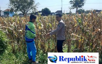 Polisi Pantau Lahan Jagung Siap Panen di Prambon, Dukung Ketahanan Pangan