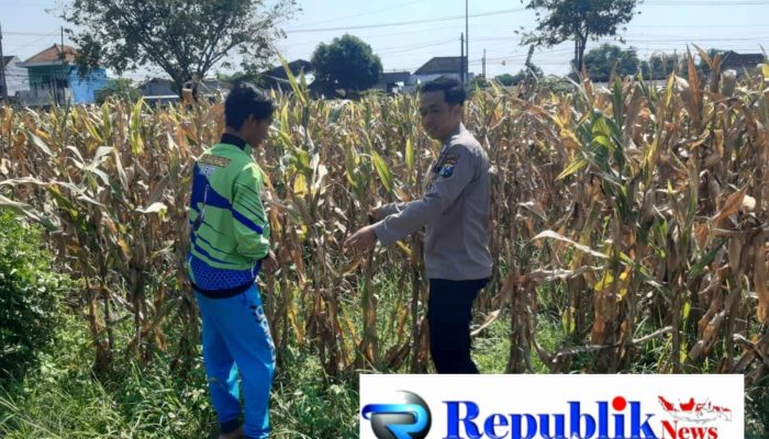 Polisi Pantau Lahan Jagung Siap Panen di Prambon, Dukung Ketahanan Pangan