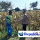 Polisi Pantau Lahan Jagung Siap Panen di Prambon, Dukung Ketahanan Pangan