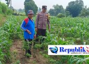 Bhabinkamtibmas Mojolebak Sambangi Lahan Jagung Warga, Dorong Perawatan Tanaman di Musim Penghujan