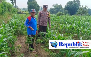 Foto : Bhabinkamtibmas meninjau lahan pertanian jagung.