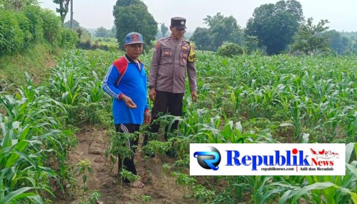 Bhabinkamtibmas Mojolebak Sambangi Lahan Jagung Warga, Dorong Perawatan Tanaman di Musim Penghujan
