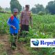 Bhabinkamtibmas Mojolebak Sambangi Lahan Jagung Warga, Dorong Perawatan Tanaman di Musim Penghujan
