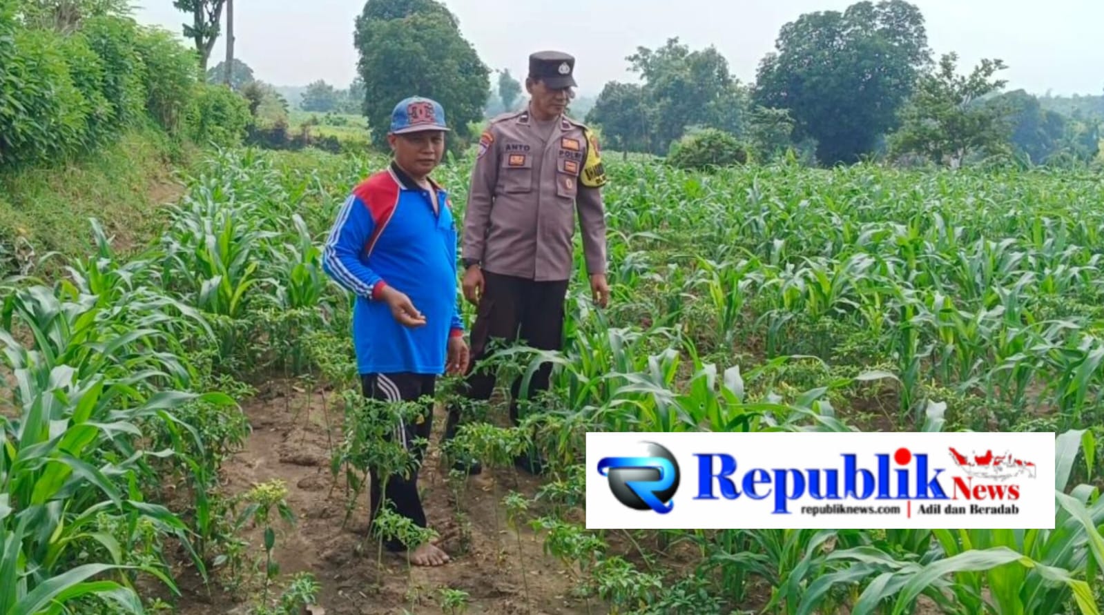 Foto : Bhabinkamtibmas meninjau lahan pertanian jagung.