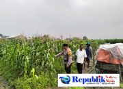 Foto : Bhabinkamtibmas desa Gamping memantau pertumbuhan jagung ,dukung program ketahanan pangan.