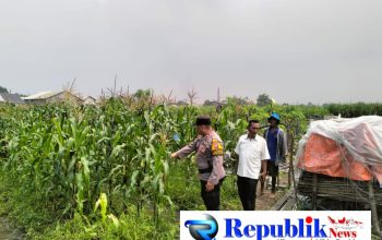 Bhabinkamtibmas Desa Gamping Pantau Pertumbuhan Jagung, Dukung Program Ketahanan Pangan
