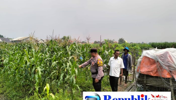 Bhabinkamtibmas Desa Gamping Pantau Pertumbuhan Jagung, Dukung Program Ketahanan Pangan